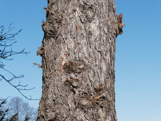 Graubraun Borke mit rotbraunen Furchen der Europ&auml;ischen L&auml;rche (Larix decidua) in Tegernsee Oberbayern