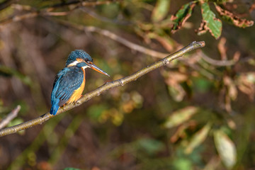 kingfisher standing on a branch