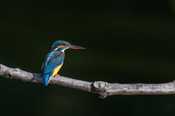 kingfisher standing on a branch