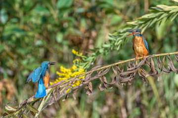 male and female kingfisher standing on a branch