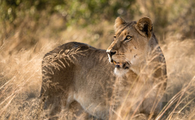 lioness in the wilds of South Africa. 