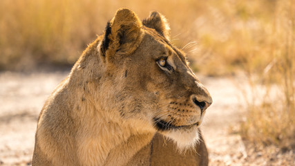 Fototapeta na wymiar lioness in the wilds of South Africa. 