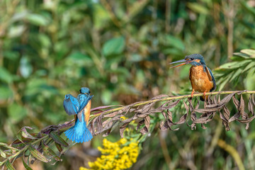 male and female kingfisher standing on a branch