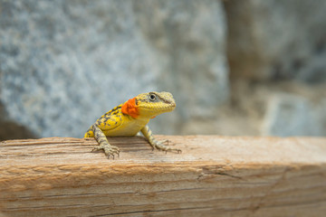 Himalayan Agama, Paralaudakia himalayana, Leh, India