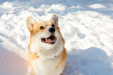Corgi welsh Pembroke dog walking on snow and smile feeling happy and fun 