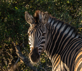 Fototapeta na wymiar wild zebra in the African bush.