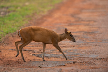 Barking Deer or Indian muntjac , Muntiacus muntjak,  Tadoba, Maharashtra, India,