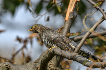 Himalayan cuckoo on a branch