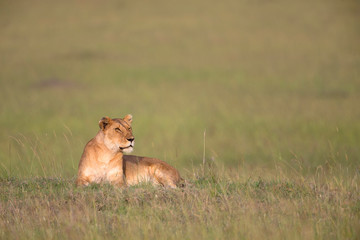 Fototapeta na wymiar Lioness, Panthera leo, Masaimara, Africa