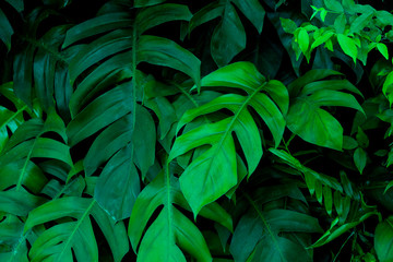 Naklejka na ściany i meble Green leaves pattern background, Natural background for wallpaper