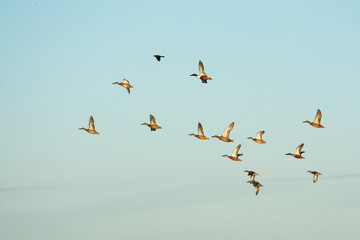 A flock of northern shovelers ducks flying together.