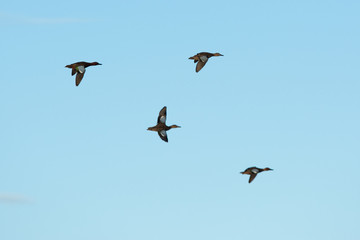A flock of northern shovelers ducks flying together.