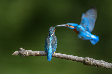 Obraz premium male and female kingfisher standing on a branch