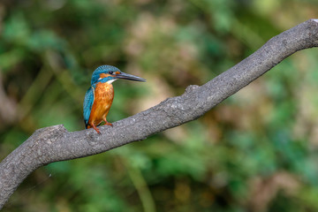kingfisher standing on a branch