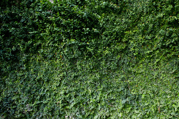Natural green leaf wall Texture background