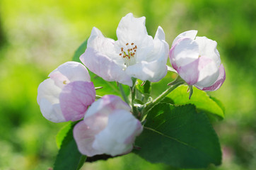 Blossoming branch of apple tree in the garden. Natural background.