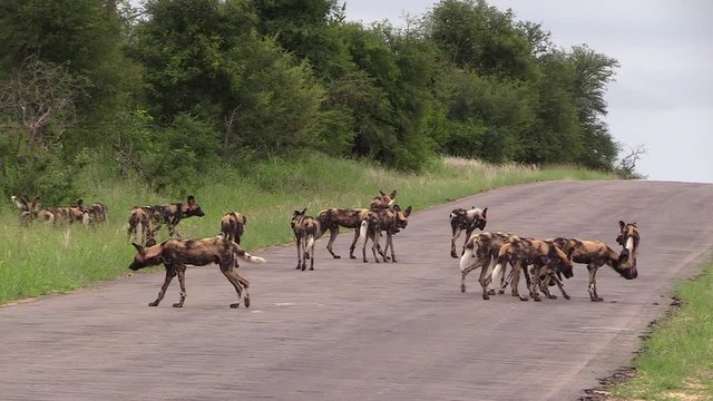 A huge pack of African wild dogs on a paved tar road in Timbavati Game reserve, South Africa.