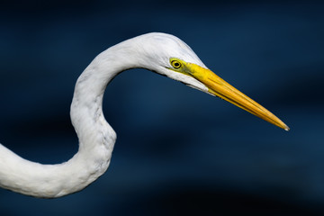hunting egret portrait