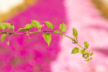 green branch with leaves on a background of pink flowers