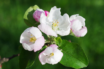 Blossoming branch of apple tree in the garden. Natural background.