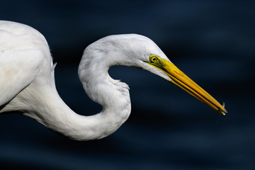 hunting egret portrait
