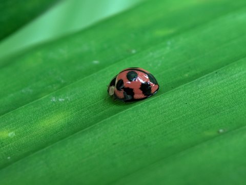 macro shot ladybug on green leaves. good for background or wallpaper