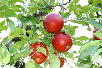 木になるりんご