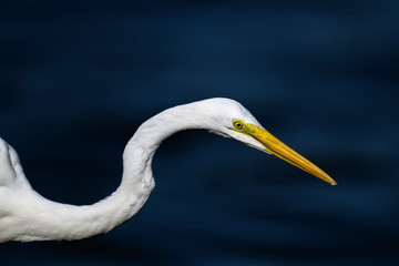 hunting egret portrait