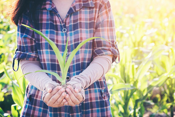 Close up hands holding small tree