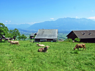 Cows on the pastures of the slopes of Alpstein mountain range and the fertile Rhine river valley...