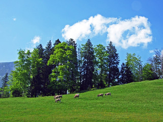 Cows on the pastures of the slopes of Alpstein mountain range and the fertile Rhine river valley...