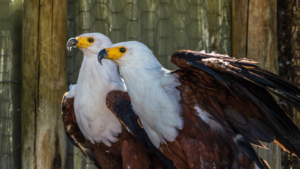 African fish eagles in a rehab cage in Southern Africa. 
