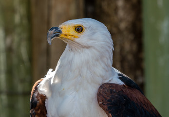 African Fish Eagle in close up