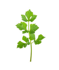 Celery isolated on white background