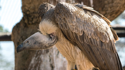 White backed African Vulture in close up