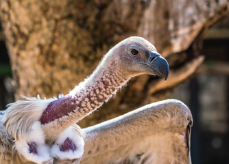 White backed African Vulture in close up