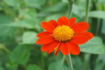 red zinnia elegans flower in nature garden