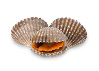 cockles seafood on white background