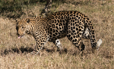 Leopard in South Africa on the hunt