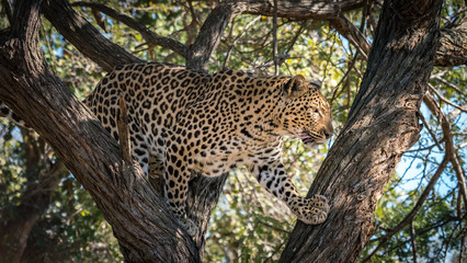 Fototapeta na wymiar Leopard in South Africa on the hunt