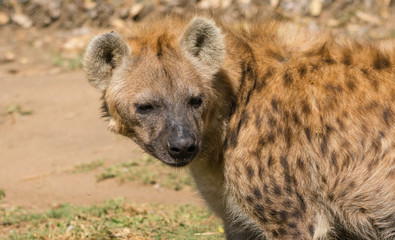 A nice looking African Hyena