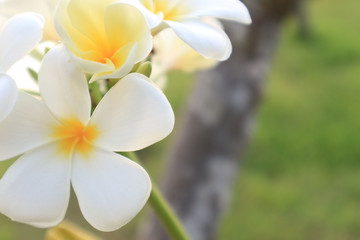 Magnolia champaca in the garden