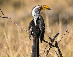 Southern Yellow Hornbill perched on branch in South Africa