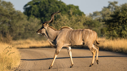 An African Kudu male antelope crossing the road