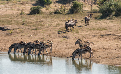 Fototapeta na wymiar Zebras and wildebeest at a South African water hole.