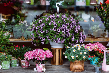 Fototapeta na wymiar flowers in pots outdoors near shop