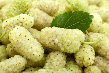 White mulberry background