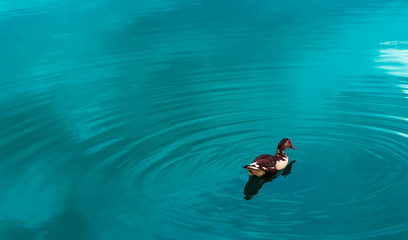 Duck in blue lake