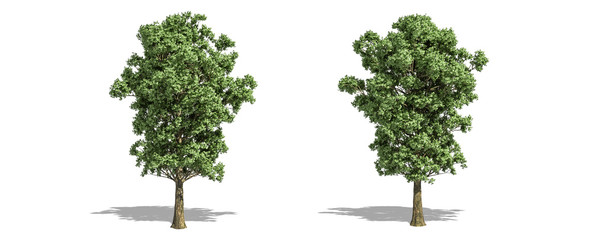 Fototapeta premium Beautiful populus x canescens tree isolated and cutting on a white background with clipping path.