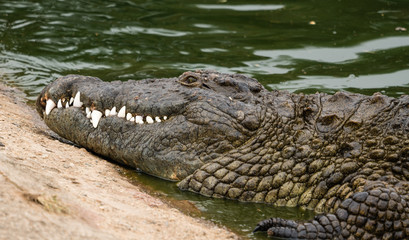 Crocodiles sunning in close up 